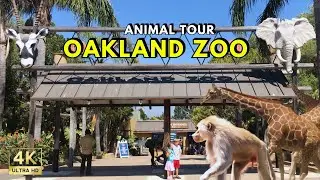 Exploring Oakland Zoo Animals Tour
