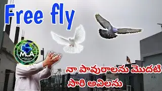 Free flying my pigeons | నేన్ను న పావురాలను మొదటి సరి ఎగరడానికి వదిలాను  | #pigeon