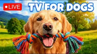 Dog TV🐶🔴 Calming Music for Dogs to Sleep | Soothing Music to Relieve Dog Anxiety & Stress
