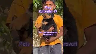 rottweiler puppy available #shorts #trending #kratex #viral #rottweiler #amravati #mumbai #pets