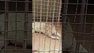 African Lion  | Lahore Zoo