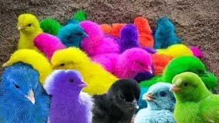 Catch Millions of Cute Chickeens,Colourful Chickens,Rainbow Chicks,Ducks,Rabbits,Ducks,Cute Animals