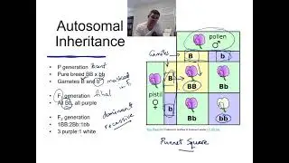H#20 Autosomal Inheritance
