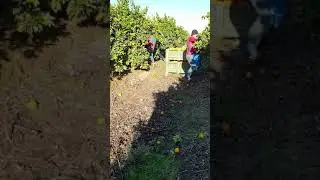 recilecta d naranjas en sevilla espa&ntilde;a