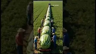 From Farm to Train: Watermelon Harvest Adventure
