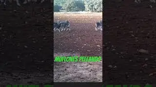 MUFLONES PELEANDO  #caza #cazamayor #muflon #mouflon