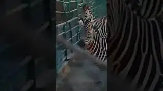 zebra scrae up and run#viral#youtubeshorts#zebra#zooanimals#zoo#