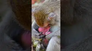 Cute newly baby monkey @Macaquewildlife
