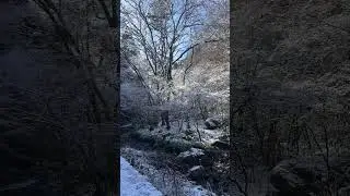 混雑度スコア3/10｜1月16日の高尾山は超穴場？❄️静かな冬登山