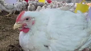 broiler farming🐔