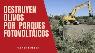 ¿QUÉ FUTURO TIENE EL ANTIGUO OLIVAR? ¿Parques fotovoltaicos? ¿Qué opinas?