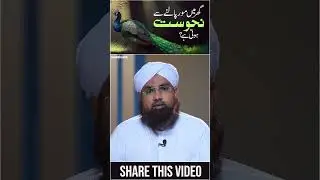Mor Palna Kaisa? | Ghar Me Mor Palne Ka Hukum #short  #peacock  #halalorharam  #home #peacock