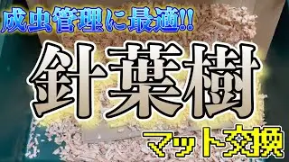 【オオクワガタ】針葉樹マットで生体管理!! 越冬中のマットを新品に交換します!!
