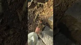 Unbelievable That is why you should never touch a baby monkey #shortsvideo