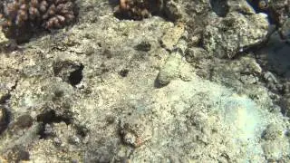 C0010
