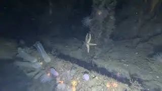 Underwater Adventures - MV Seagull, Holy Loch, Scotland - 20250721 **UNEDITED**