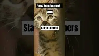 Funny Secrets about Cat's 🐈🙀 Part 4 #cats #catvideos #catlover #funnysecrets #naturelovers #funny