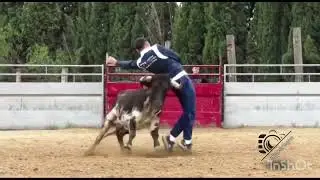 Quiebro de Fidel !!Sin palabras 😶 #quiebros #recortadores #toros #vacas #zaragoza #animales #torero