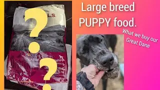 Food!    What we feed our Great Dane Puppy. *not sponsored*