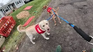 Pulling me on the chariot with a NEW double leash!