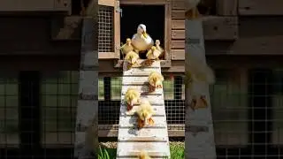 Farmers Build A Slide For Their Ducklings Watch The Adorable Fun #farm #ducklings #cute