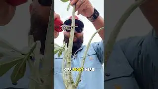 Why You Should Prune Your Desert Rose! #desertrose #adenium #texasgarden #texasgardeners #gardentalk