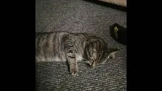 slut cat admits she was a alut human reincarnated