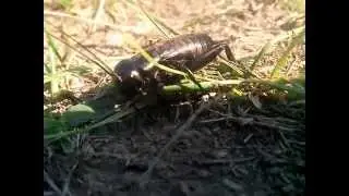 Настоящий Сверчок  (Gryllidae)