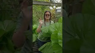 Giant Mustard Greens! Gardening in a Raised Garden Bed.
