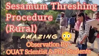 Rural Sesamum threshing amazing 😻 procedure, #agriculture, #trending, #farming, #gyanibani 