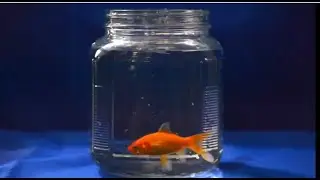 Fetcher - Sleepwalker (Official Music Video)