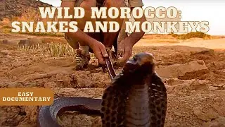 Wild Morocco: Monkeys and Dangerous Snakes - Full Easy Documentary