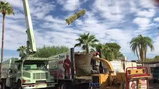 Cactus Removal Done The Easy Way