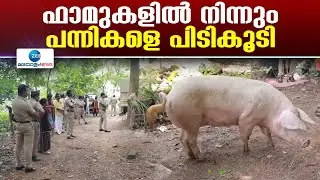 Pig Farming |  രണ്ടാം ഘട്ടമായി നടത്തിയ പരിശോധനയിൽ പൂവച്ചൽ പഞ്ചായത്തിൽ നിന്നും പന്നികളെ പിടികൂടി