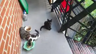 hungry stray cats .were abondoned..owners must wake you up your soul and concience 😭🙏🙏