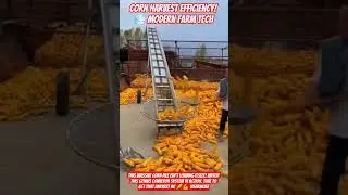 Corn Harvest Efficiency! 💨 Modern Farm Tech #shorts