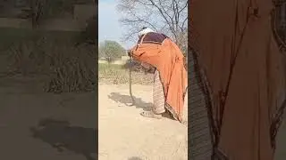 Naag Jogi amazing video #naag #jogi #snakes #catching #king #sankerescue #upsc