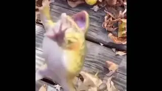 frog laughing meme