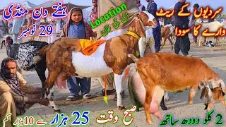 29 November 2025 ہفتے دن منڈی dudh wali bakra mandi pakistanپنجاب کی بڑی دیسی بکریوں کی منڈی اپڈیٹ 