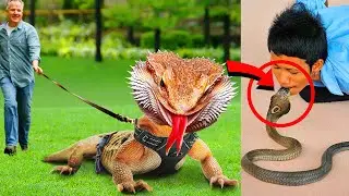 10 Most Unusual Pets People Actually Own | Things Around