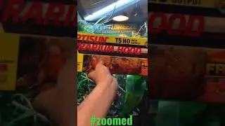 zoomed reptisun chameleon light #shorts #4kvideo #reptiles #zoomed #reptisun #uvb #reptile