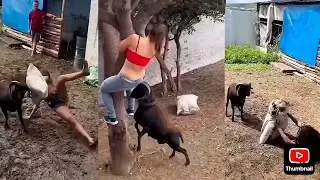 When Goats Go Too Far: 😂😂 Epic Fail Funny Farm Video #goatattack  #funnyanimals #epicfails