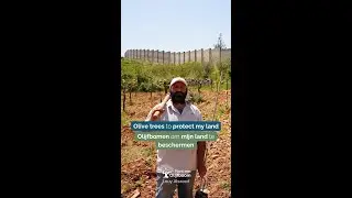 Olijfbomen om mijn land te beschermen 🌳 Olive trees to protect my land
