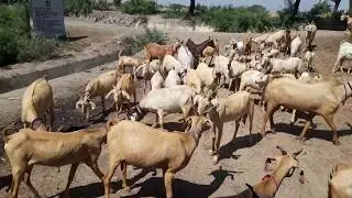 Khoso's great collection of Golden Tapri Goats | Documentary | Urdu/Hindi