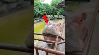 Das Nilpferd war hungrig 🦛😱 #catsoftiktok #CatLovers #cat #cute #funnycats #catcartoon #fyp