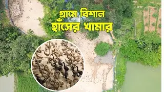 Duck farm in Bangladesh village | Duck farming drone video | হাঁসের খামার ড্রোন ভিডিও | হাঁস পালন