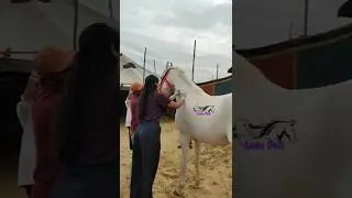 rabies horse vaccination in Pushkar fair 2025
