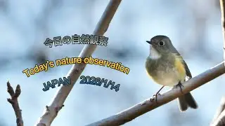 今日の自然観察　Today's nature observation　JAPAN  2026/1/14
