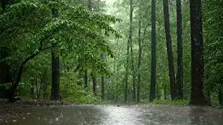Calming Forest Rain + Native American Flute &ndash; Relax, Heal & Sleep Naturally (3 Hours)