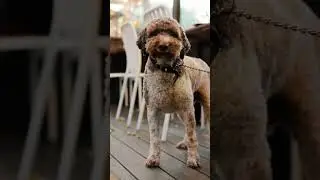 Radio Mexico and it's Doggo visitors